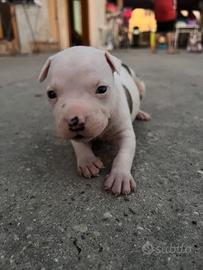 Pitbull UKC maschio