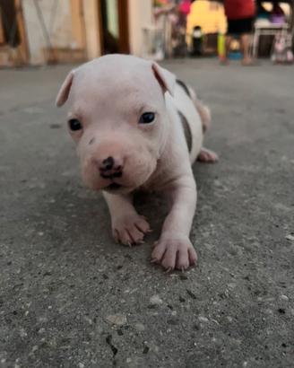 Pitbull UKC maschio