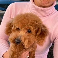 Barboncino toy monte