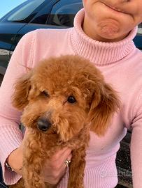 Barboncino toy monte