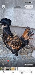 Galline