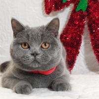 Scottish Straight Milly