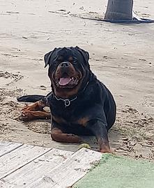Rottweiler