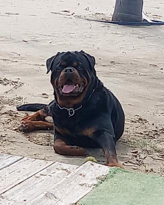 Rottweiler