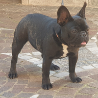 Femmina bulldog francese