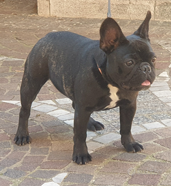 Femmina bulldog francese