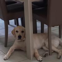 Labrador 5 mesi