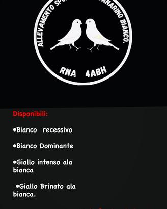 Canarini