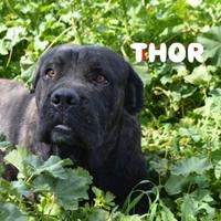 Uno zuccherino di cane corso