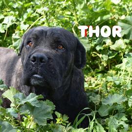 Uno zuccherino di cane corso