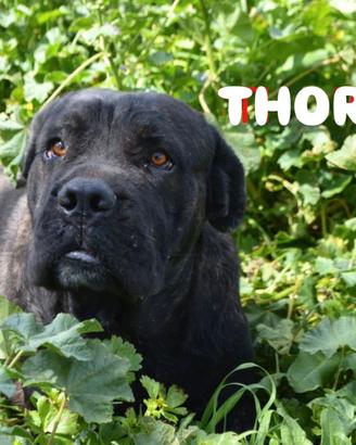 Uno zuccherino di cane corso