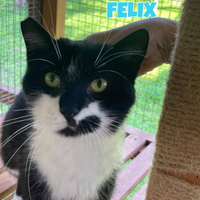 Felix gatto bianconero di 4 anni