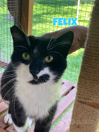 Felix gatto bianconero di 4 anni