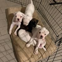 Cuccioli di Boxer Bianchi con Pedigree ENCI