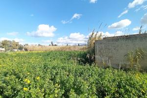 Terreno pianeggiante e recintato a 400 mt dal mare