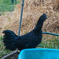 Galletto cemani