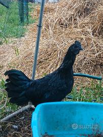 Galletto cemani