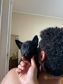 Belgam Malinois