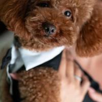 Barboncino Toy red per monta