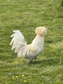 Gallo padovano
