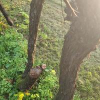 Legna da ardere di vite