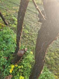 Legna da ardere di vite