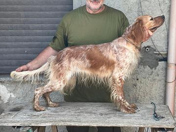 Setter inglese