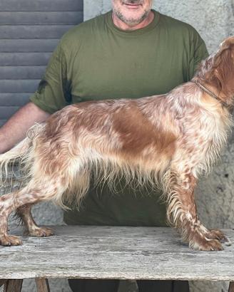 Setter inglese