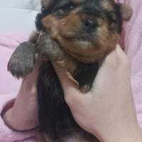 Cuccioli di Yorkshire Terrier
