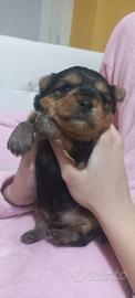 Cuccioli di Yorkshire Terrier