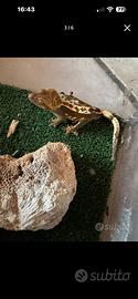 Gechi ciliatus