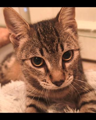 Splendido cucciolo di 5 mesi