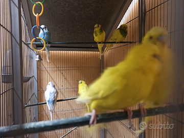 12 cocoriti in blocco