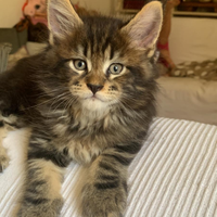 Cuccioli di Maine Coon Magical Giants