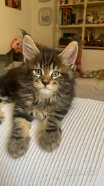 Cuccioli di Maine Coon Magical Giants