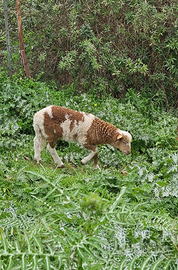 Agnello incrocio carne