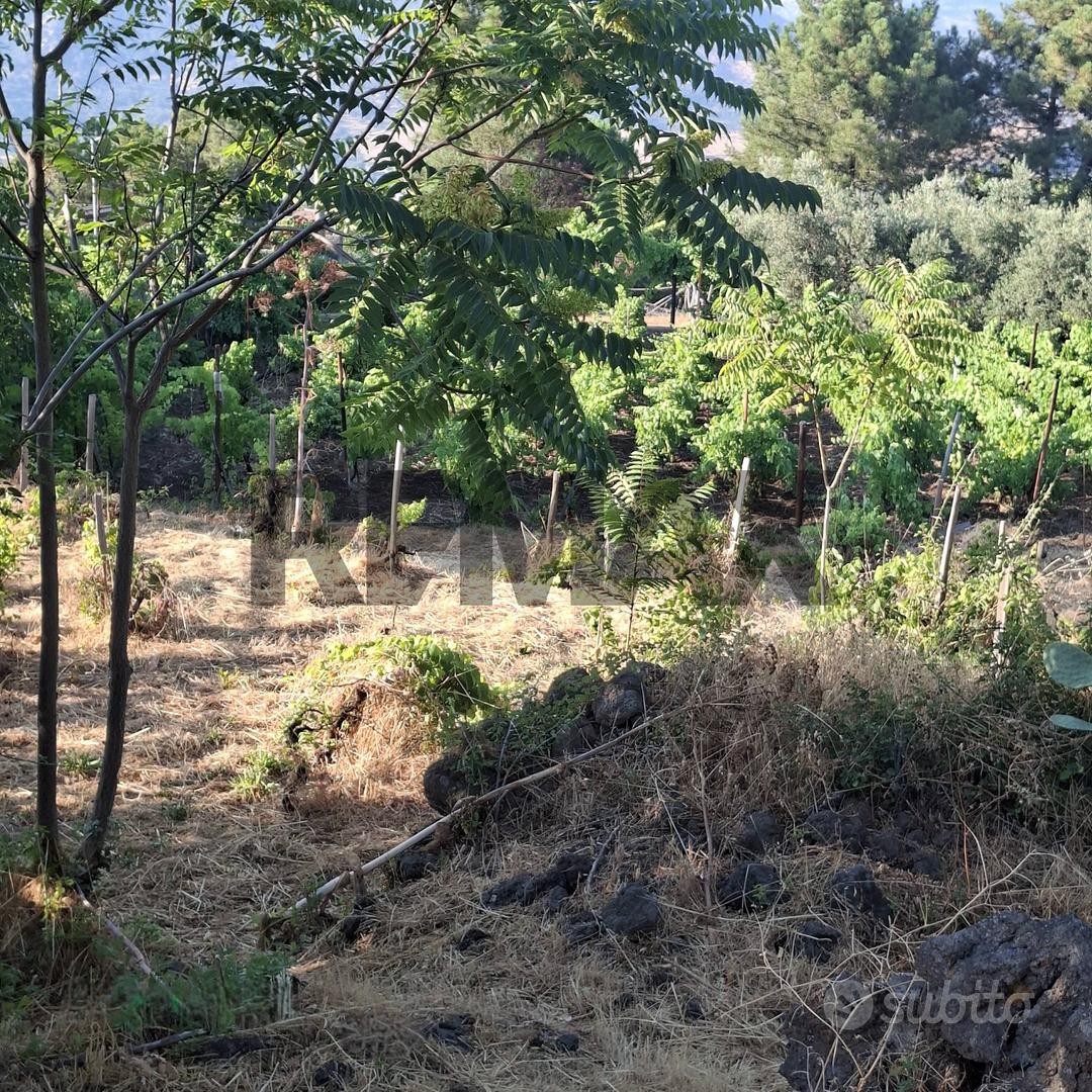 Terreno - Castiglione di Sicilia - Vista 4