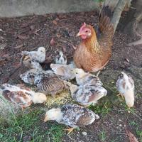 Checchini/americanine