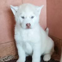 Due cuccioli siberian husky