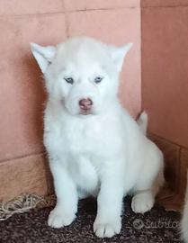 Due cuccioli siberian husky