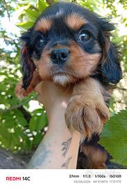 Cucciolo di cavalier king