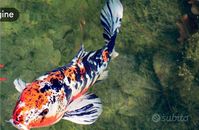 Carpa Koi