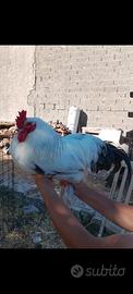 Gallo