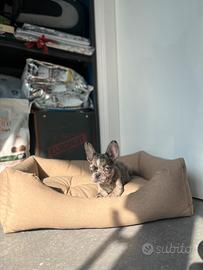 Cucciolo bulldog francese merle
