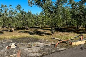 Terreno agricolo SP. 88. Giovinazzo/Terlizzi