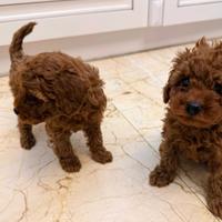 Barboncini mini e toy