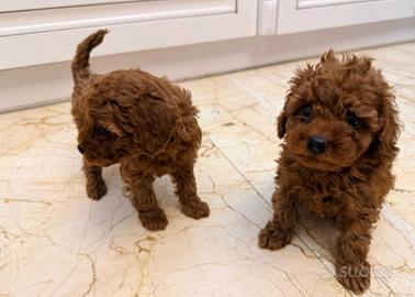 Barboncini mini e toy