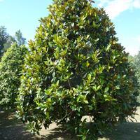 Magnolia albero di 4 mt.!Varese centro