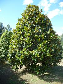 Magnolia albero di 4 mt.!Varese centro