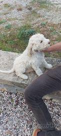 Lagotto romagnolo